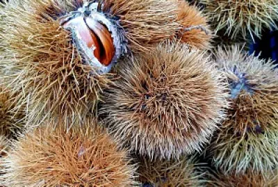 ×¢×¨×ž×•× ×™×