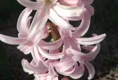 giacinti jigsaw puzzle