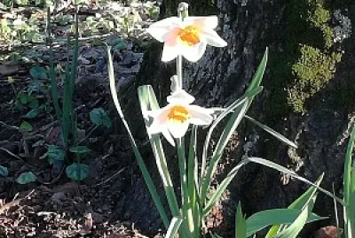 narcisi jigsaw puzzle