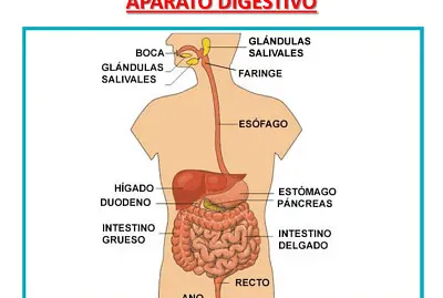 sistema digestivo