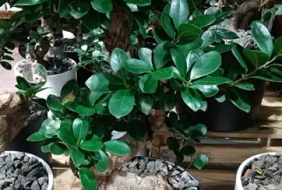 Plante verte