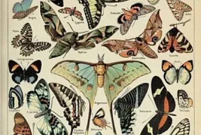 Papillons