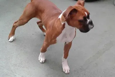 Greta