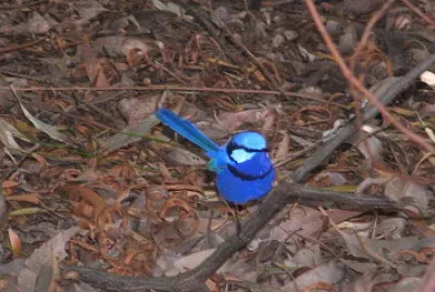 blue wren