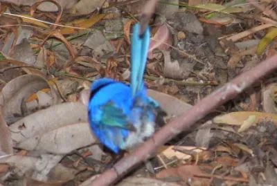 blue wren
