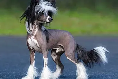 Cane nudo cinese