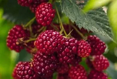Frutas
