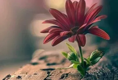 flores superaÃ§Ã£o