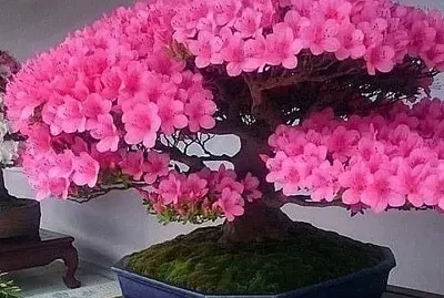 bonsai cerejeira