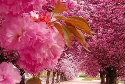 flores paisagem urbana