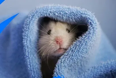 natural jigsaw puzzle