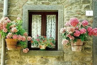 flores