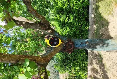 aaa