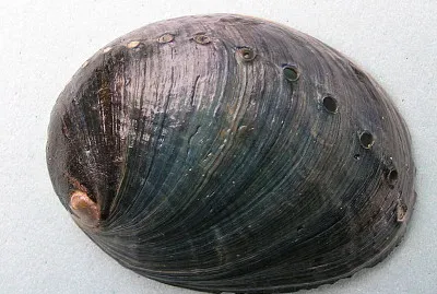 Haliotis cracherodii