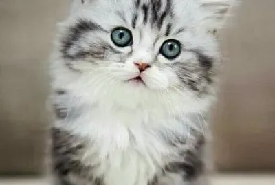 A cute little kitten