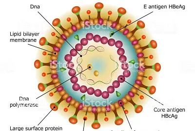 Grupo Vll de Baltimore