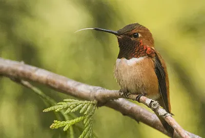 Hummer with tongue