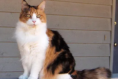 Cutie Pie jigsaw puzzle