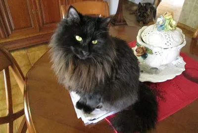 Mellie jigsaw puzzle