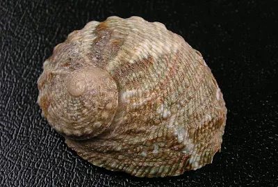 Haliotis cyclobates
