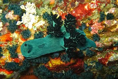 Nembrotha milleri