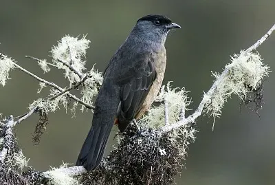 Bay vented contiga