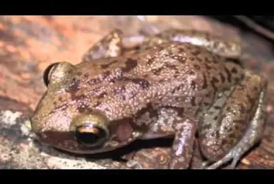 Mona coqui