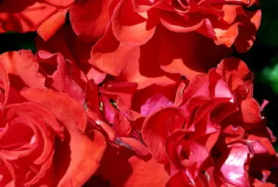 ×•×¨×“×™×