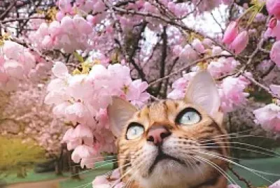 apamate jigsaw puzzle