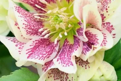 FLORES jigsaw puzzle