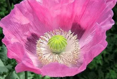 FLORES jigsaw puzzle