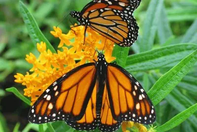 Mariposas