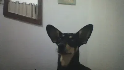pomodorinho