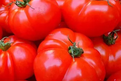 tomatoes