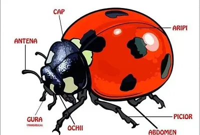 buburuza