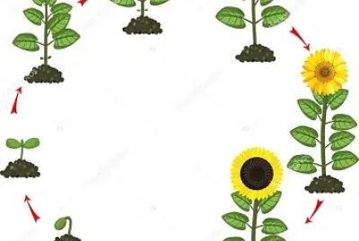 ciclu de viata jigsaw puzzle