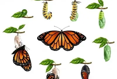 ciclu de viata a fluturelui