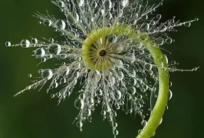 flores3 jigsaw puzzle