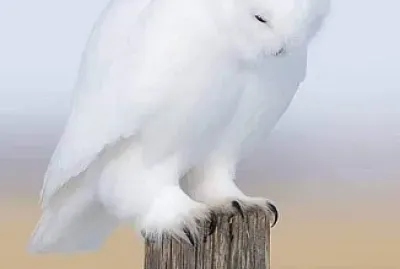 coruja