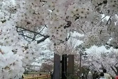 Jardim jigsaw puzzle