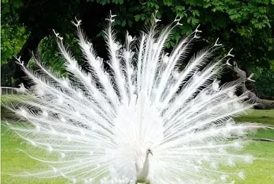 pavÃ£o