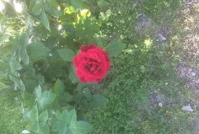 Rosa