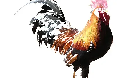 coq stylisÃ©