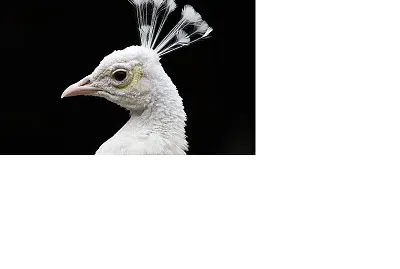 paon blanc