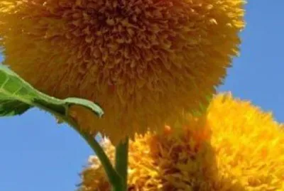 flores amarelas