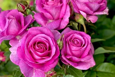 flores jigsaw puzzle