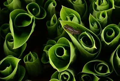Rana camuflada
