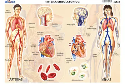 sistema circulatorio jigsaw puzzle