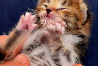 gattino