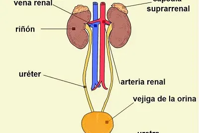 sistema excretor